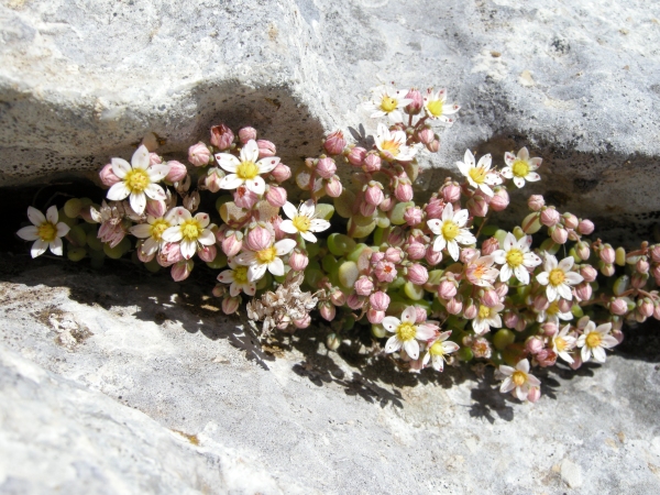 Sedum dasyphyllum / Borracina cinerea